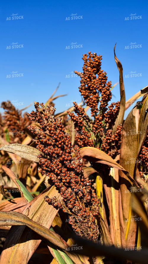 Sorghum 156076