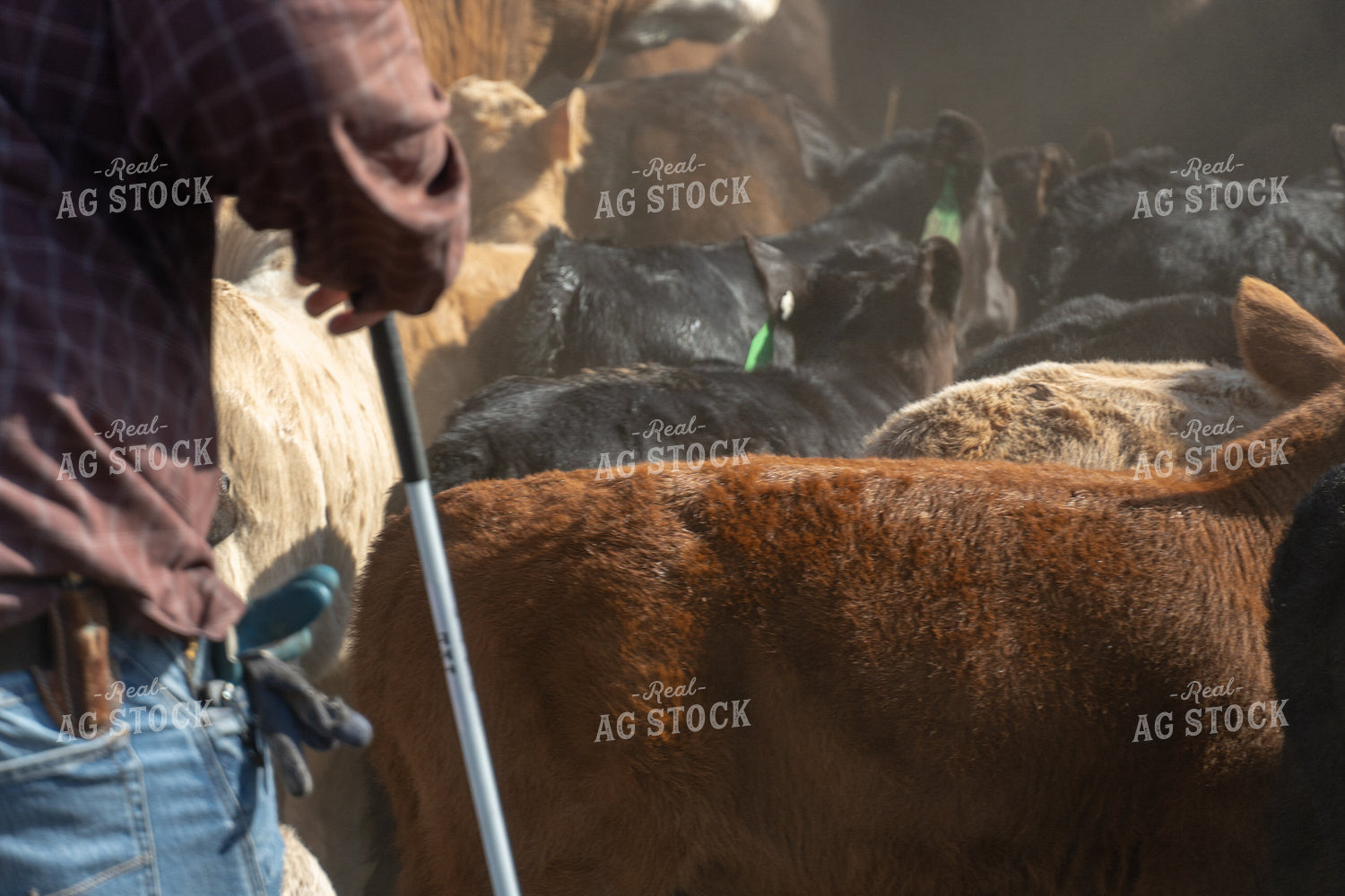Herding Cattle 65396