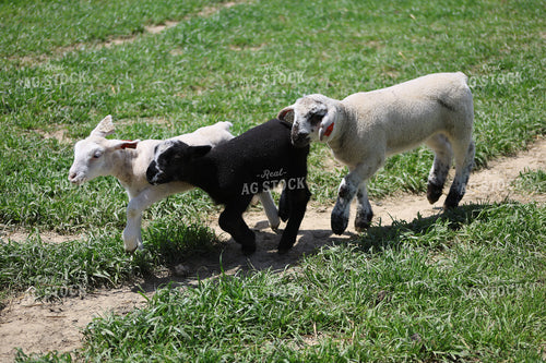 Lambs 84260