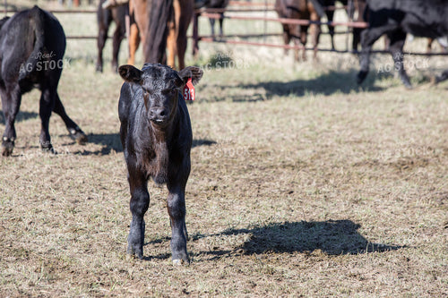 Black Angus Calf on Pasture 117246