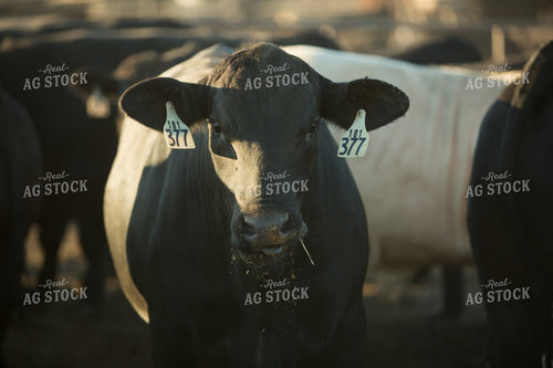 Feedyard Cattle Eating 3819