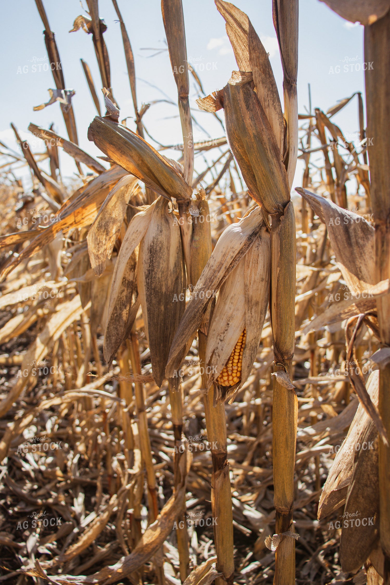 Dried Ears of Corn 67040