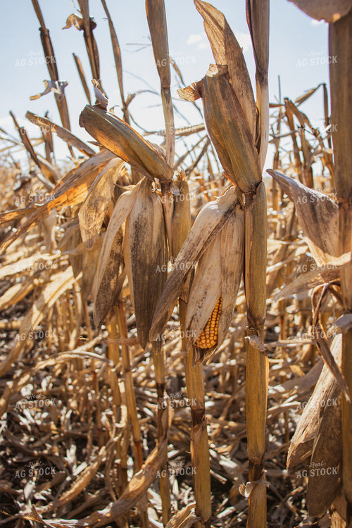 Dried Ears of Corn 67040