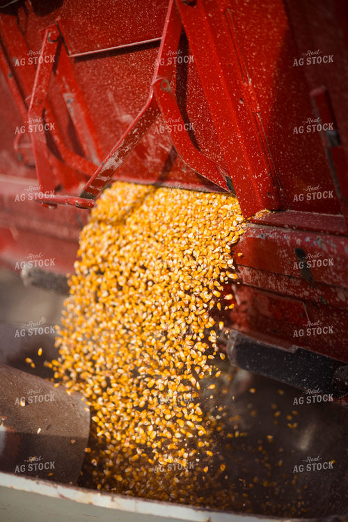 Unloading Corn From Wagon 97273