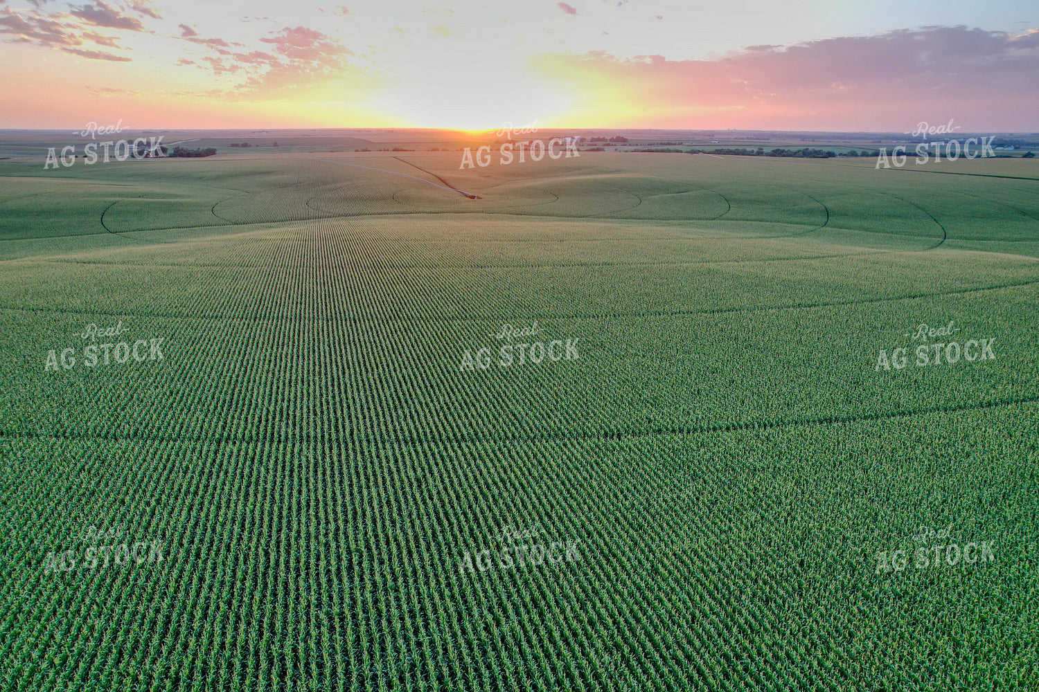 Aerial of Mid-Season Corn Field 65606