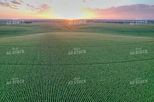 Aerial of Mid-Season Corn Field 65606