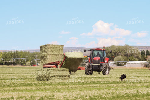 Gathering Square Bales 83033