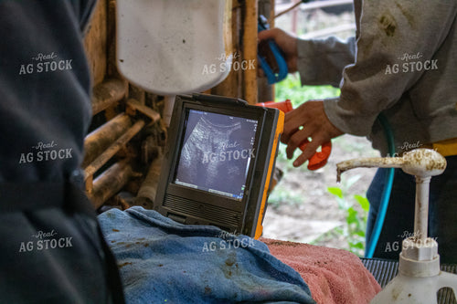Preg Checking Cattle 214275