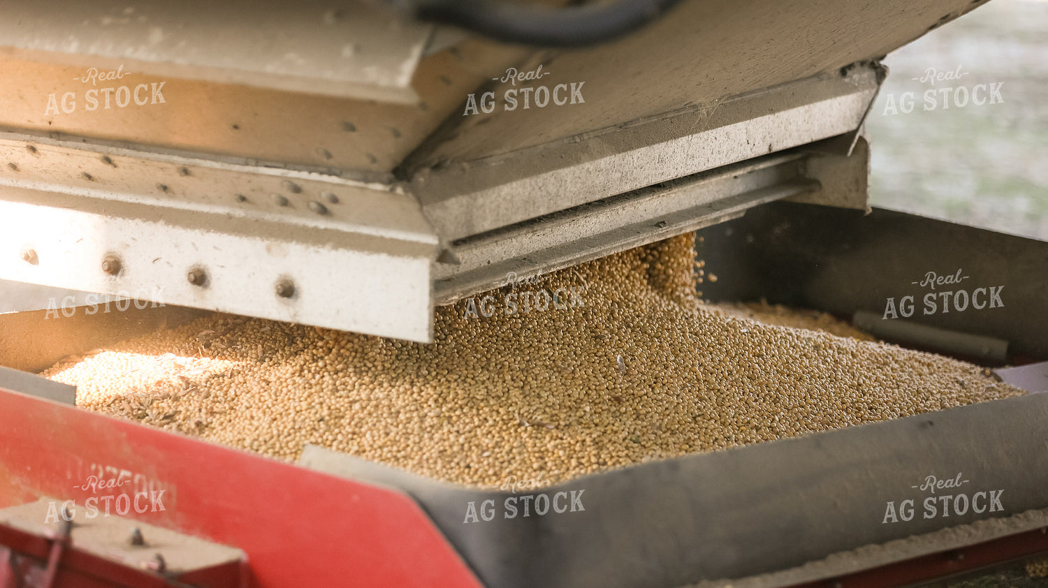 Unloading Harvested Soybeans 295001