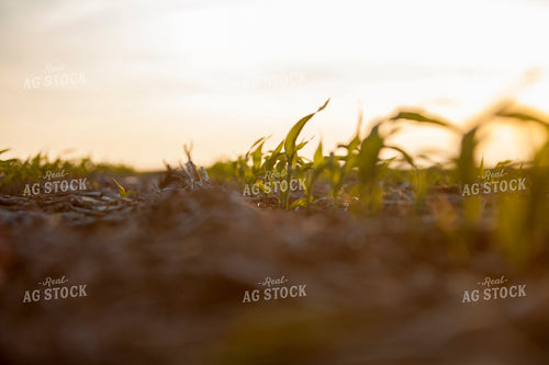 Corn - Early Growth 1172