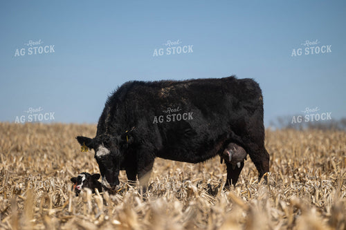 Cow Calf Pair on Cornstalks 72164