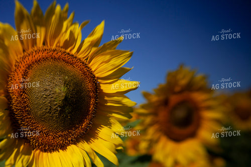 Sunflowers 2087