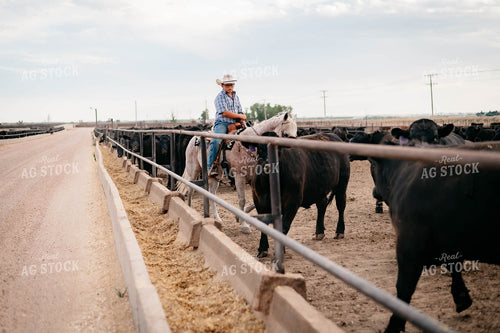 Ranch Kid on Horseback at Feedyard 218035