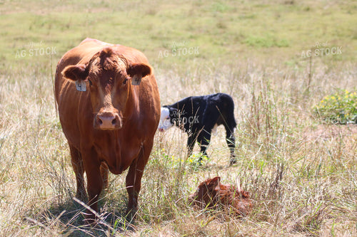 Red Angus Cow Calf Pair 82273