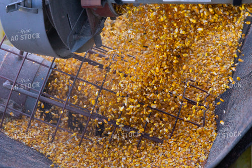 Corn Feeding into Auger 52484