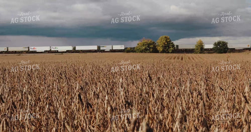 Sunny Soybean Field with Storms and Train in Background 3903