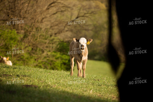 Calf - Charolais and Angus Cross 8