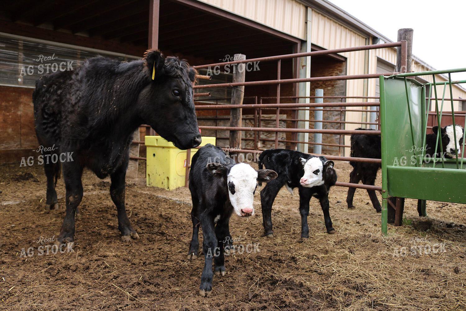 Cow Calf Pair 82266