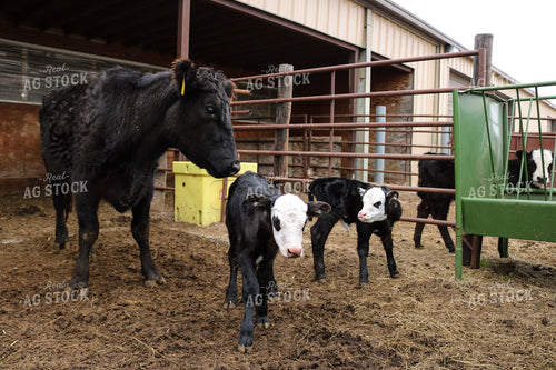 Cow Calf Pair 82266