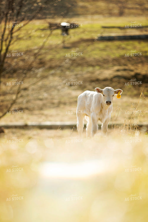 Calf - Charolais and Angus Cross 2256
