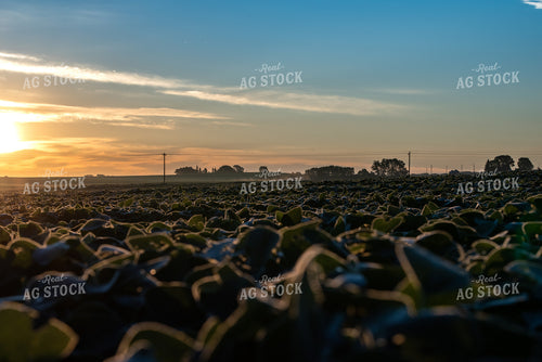 Soybean Field at Dusk 76226