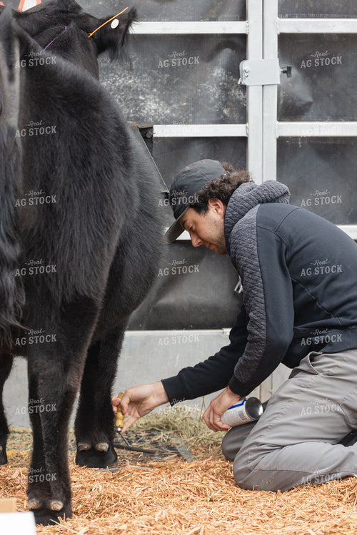 Clipping Show Cow 52832