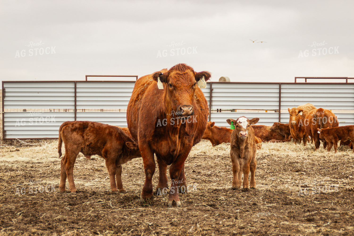 Cow Calf Pair 155120