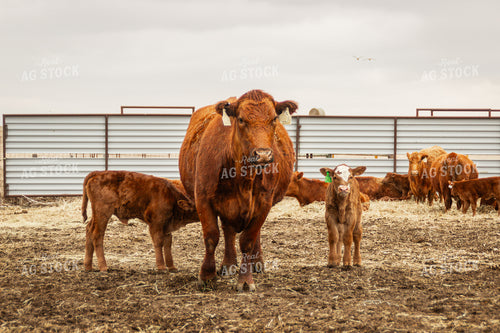 Cow Calf Pair 155120