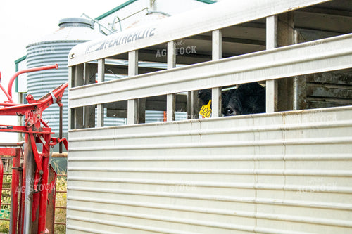 Black Angus Cow in Livestock Trailer 214270