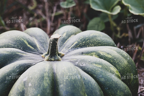 Pumpkins in Field 252007