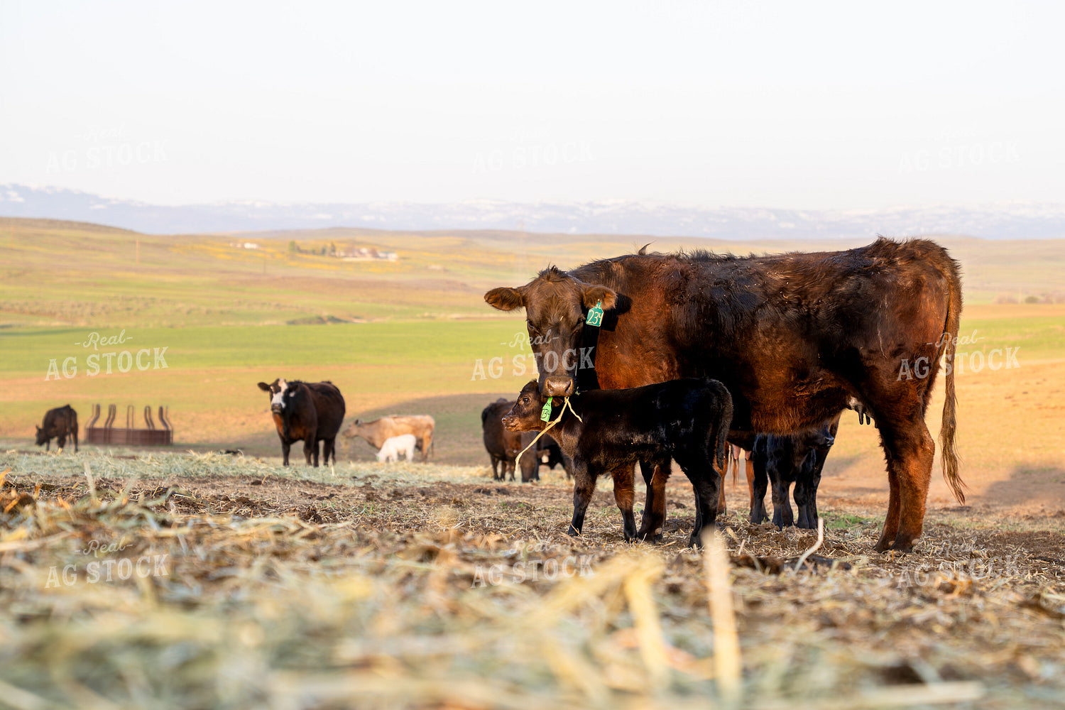 Brown Cow With Calf Grazing in a Pastoral Ranch Landscape 65326