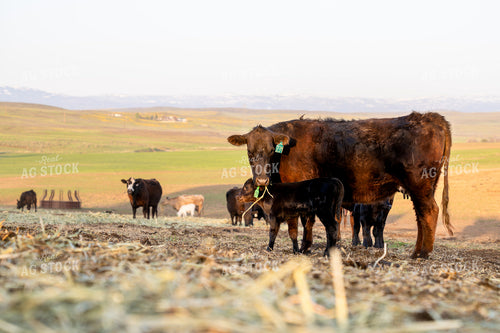 Brown Cow With Calf Grazing in a Pastoral Ranch Landscape 65326