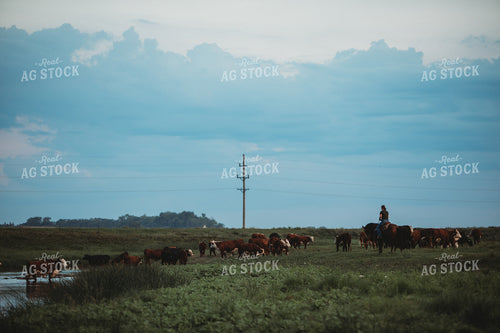 Rancher on Horse in Pasture 6446