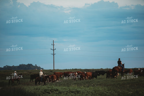 Ranchers in Pasture with Cattle 6449