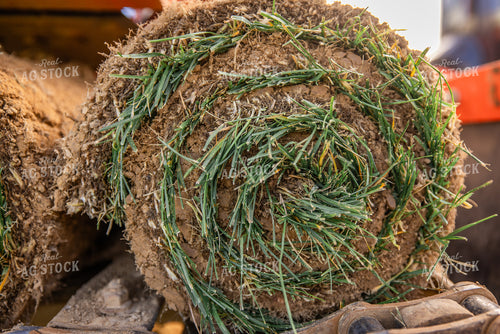 Harvesting Turf 270336