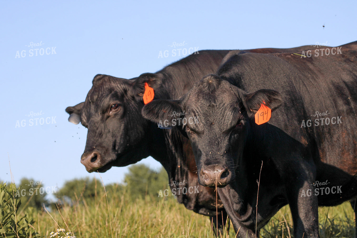 Black Angus Cattle on Pasture 182028