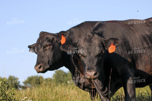 Black Angus Cattle on Pasture 182028