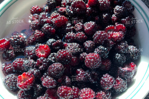 Black Berries 145054