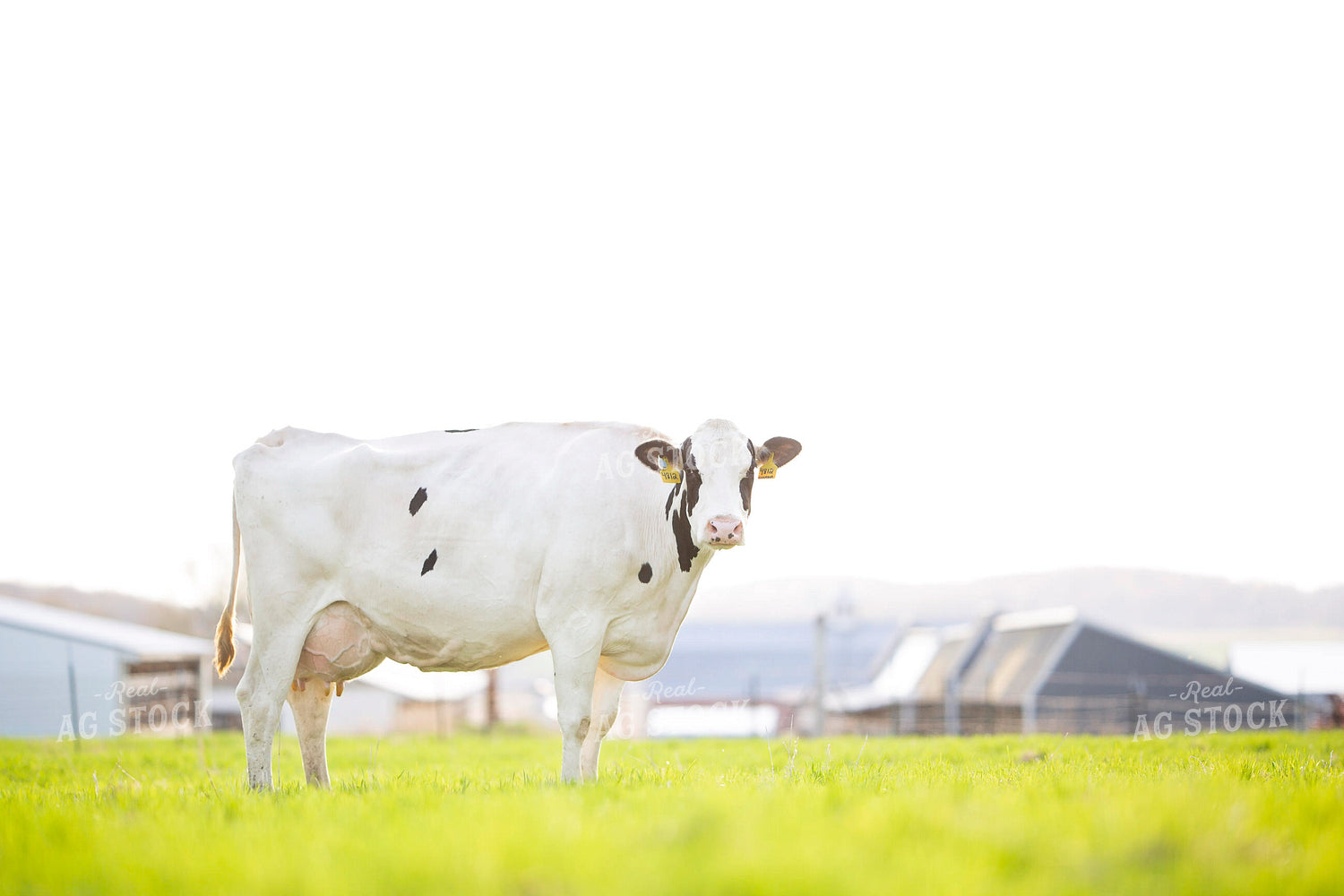 Holstein Cow on Pasture 55283