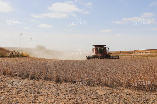 Soybean Harvest 67003