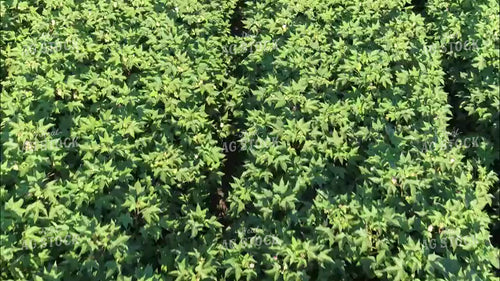Aerial of Cotton Field in Bloom 80066