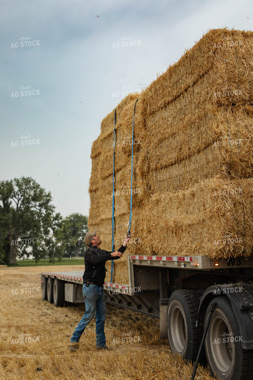Farmer Securing Wheat Straw Bales 152597