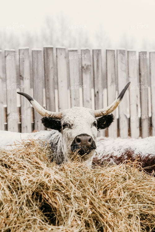 Angus Cow in Snow 64194