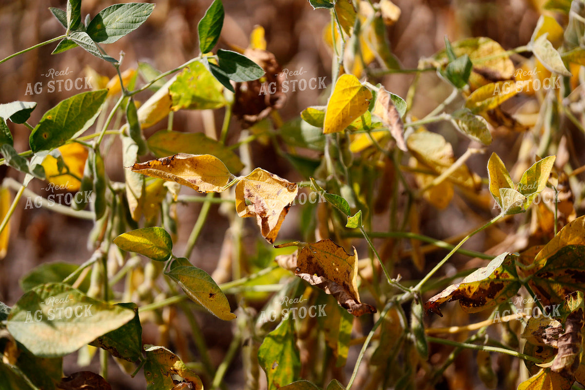 Soybeans Drying 141739