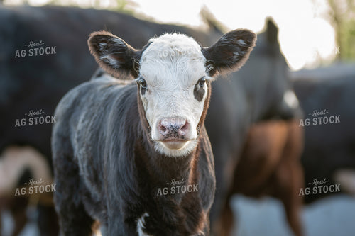 Hereford Calf in Farmyard 50219