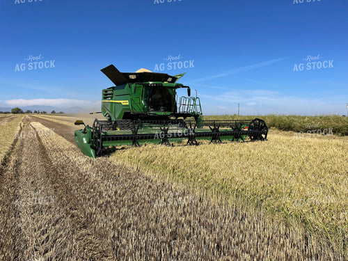 Rice Harvest 282003