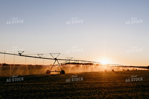 Irrigated Field 152200