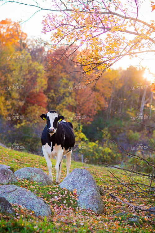 Holstein Cow on Pasture 55339
