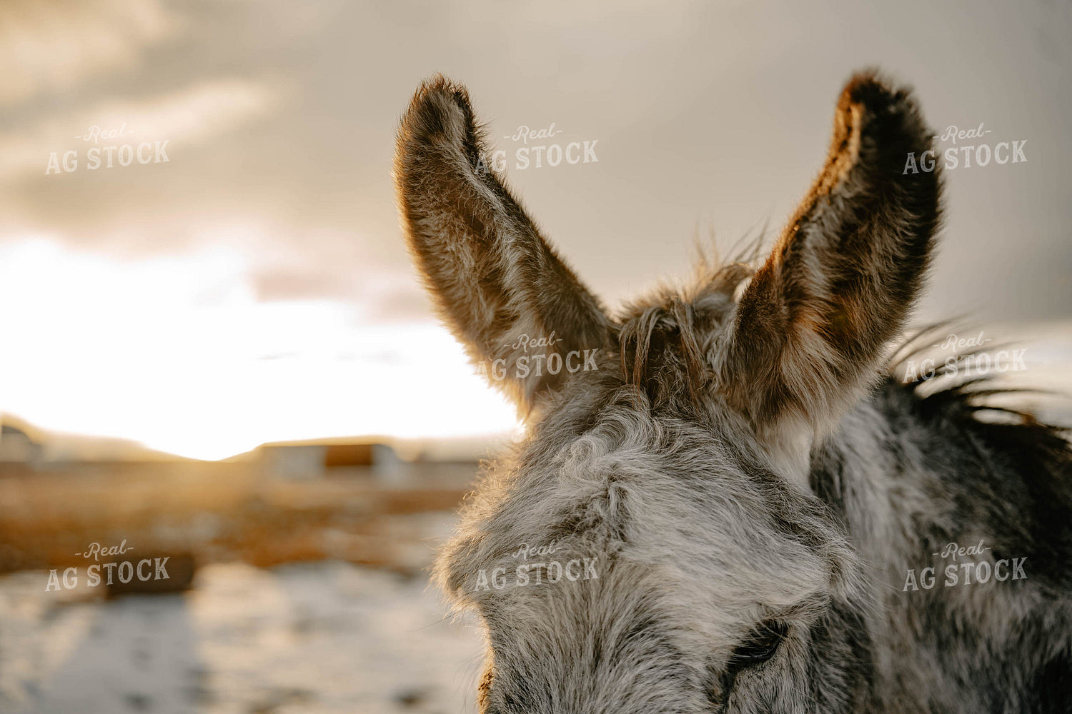 Donkey Close Up 58371