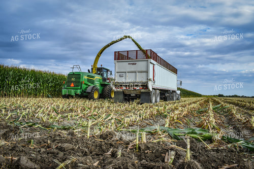 Silage Harvest 56228